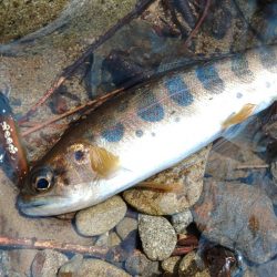 渓流ルアーシーズン開幕 ～長良川水系～
